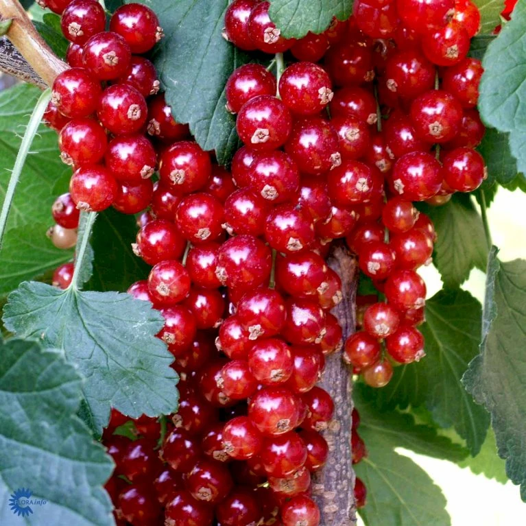 Ribs 'Rovada' Ribes Rubrum 'Rovada' Potte 2,0 liter,- Opbundet Ribs 'Rovada' Ribes Rubrum 'Rovada' Potte 2,0 Liter,- Opbundet -Plantetorvet fi465 ribes rubrum rovada fac2