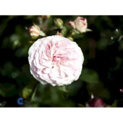 'Mariatheresia'® Rosa X 'Mariatheresia'® (Buketrose) A-Kvalitet,- Barrods Roser Min. 3 Grene -Plantetorvet fi4664 rosa mariatheresia c604