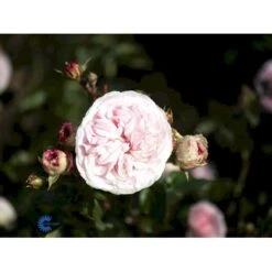 'Mariatheresia'® Rosa X 'Mariatheresia'® (Buketrose) A-Kvalitet,- Barrods Roser Min. 3 Grene -Plantetorvet fi4664 rosa mariatheresia d7ee