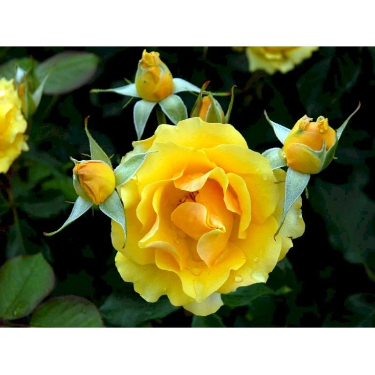 'Marselisborg'™ Rosa X 'Marselisborg'™ (Slotsrose) A-Kvalitet,- barrods roser min. 3 grene 'Marselisborg'™ Rosa X 'Marselisborg'™ (Slotsrose) A-Kvalitet,- Barrods Roser Min. 3 Grene -Plantetorvet fi4669 rosa marselisborg poulreb n 0c26