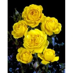 'Marselisborg'™ Rosa X 'Marselisborg'™ (Slotsrose) A-Kvalitet,- Barrods Roser Min. 3 Grene 9 'Marselisborg'™ Rosa X 'Marselisborg'™ (Slotsrose) A-Kvalitet,- Barrods Roser Min. 3 Grene -Plantetorvet fi4669 rosa marselisborg poulreb n 33b5