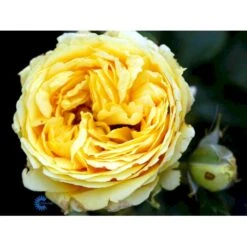 'Marselisborg'™ Rosa X 'Marselisborg'™ (Slotsrose) A-Kvalitet,- Barrods Roser Min. 3 Grene 10 'Marselisborg'™ Rosa X 'Marselisborg'™ (Slotsrose) A-Kvalitet,- Barrods Roser Min. 3 Grene -Plantetorvet fi4669 rosa marselisborg poulreb n 6a46