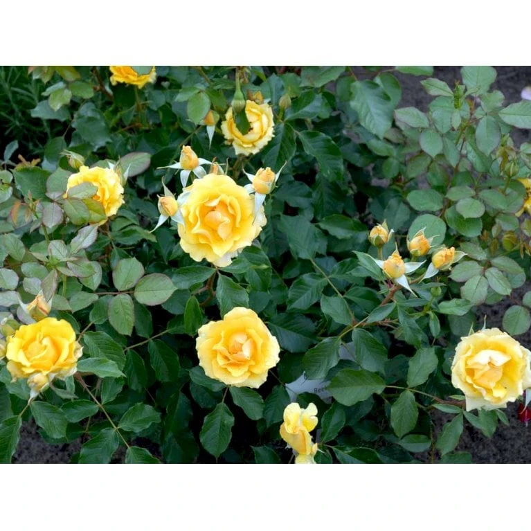 'Marselisborg'™ Rosa X 'Marselisborg'™ (Slotsrose) A-Kvalitet,- barrods roser min. 3 grene 'Marselisborg'™ Rosa X 'Marselisborg'™ (Slotsrose) A-Kvalitet,- Barrods Roser Min. 3 Grene -Plantetorvet fi4669 rosa marselisborg poulreb n c434