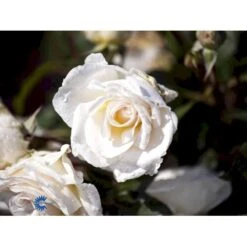 'Marvellous'™ Rosa X 'Marvellous'™ (Storblomstrende) A-Kvalitet,- Barrods Roser Min. 3 Grene 6 'Marvellous'™ Rosa X 'Marvellous'™ (Storblomstrende) A-Kvalitet,- Barrods Roser Min. 3 Grene -Plantetorvet fi4674 rosa marvellous poulpmt006 n 7d0a