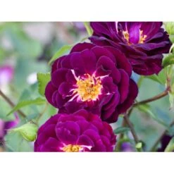 'Midnight Blue' Rosa X 'Midnight Blue' A-Kvalitet,- Barrods Roser Min. 3 Grene -Plantetorvet fi4695 rosa midnight blue 0053