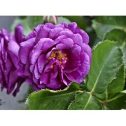 'Minerva' Rosa X 'Minerva' (Buketrose) A-Kvalitet,- Barrods Roser Min. 3 Grene -Plantetorvet fi4697 rosa minerva r 2853