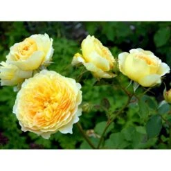 'Molineux' Rosa X 'Molineux' (Engelsk Rose) A-Kvalitet,- Barrods Roser Min. 3 Grene -Plantetorvet fi4723 rosa molineux ausmol 52da