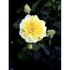 'Molineux' Rosa X 'Molineux' (Engelsk Rose) A-Kvalitet,- Barrods Roser Min. 3 Grene -Plantetorvet fi4723 rosa molineux ausmol 5557