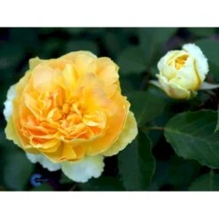 'Molineux' Rosa X 'Molineux' (Engelsk Rose) A-Kvalitet,- Barrods Roser Min. 3 Grene -Plantetorvet fi4723 rosa molineux ausmol 895f