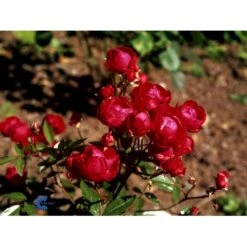 'Morsdag' Rosa X 'Morsdag' (miniaturerose) A-Kvalitet,- Barrods Roser Min. 3 Grene -Plantetorvet fi4732 rosa mors dag 6dd4