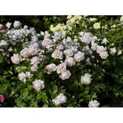 'Morten Korch' Rosa X 'Morten Korch' (Storblomstrende) A-Kvalitet,- Barrods Roser Min. 3 Grene -Plantetorvet fi4734 rosa morten korch 6750