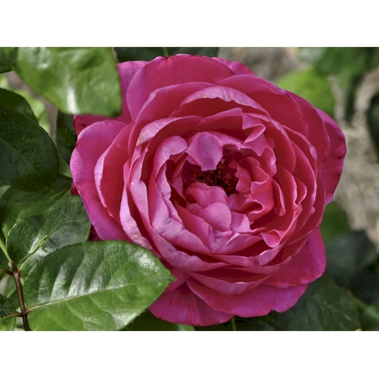 'Naomi™ Renaissance'® Rosa X 'Naomi™ Renaissance'® (Renaissancerose) A-Kvalitet,- barrods roser min. 3 grene 'Naomi™ Renaissance'® Rosa X 'Naomi™ Renaissance'® (Renaissancerose) A-Kvalitet,- Barrods Roser Min. 3 Grene -Plantetorvet fi4752 rosa naomi poulen022 n b5f1