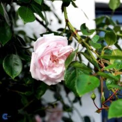 'New Dawn' Rosa X 'New Dawn' (Slyngrose) A-Kvalitet,- Barrods Roser Min. 3 Grene 8 'New Dawn' Rosa X 'New Dawn' (Slyngrose) A-Kvalitet,- Barrods Roser Min. 3 Grene -Plantetorvet fi4758 rosa new dawn 3caf