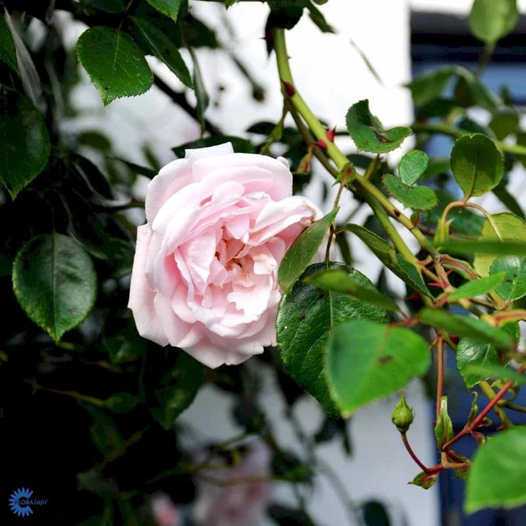 'New Dawn' Rosa X 'New Dawn' (Slyngrose) A-Kvalitet,- barrods roser min. 3 grene 'New Dawn' Rosa X 'New Dawn' (Slyngrose) A-Kvalitet,- Barrods Roser Min. 3 Grene -Plantetorvet fi4758 rosa new dawn 3caf