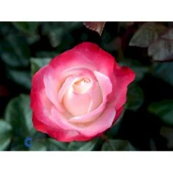 'Nostalgie'® Rosa X 'Nostalgie'® (Storblomstrende) A-Kvalitet,- Barrods Roser Min. 3 Grene 10 'Nostalgie'® Rosa X 'Nostalgie'® (Storblomstrende) A-Kvalitet,- Barrods Roser Min. 3 Grene -Plantetorvet fi4772 rosa nostalgie 5d37