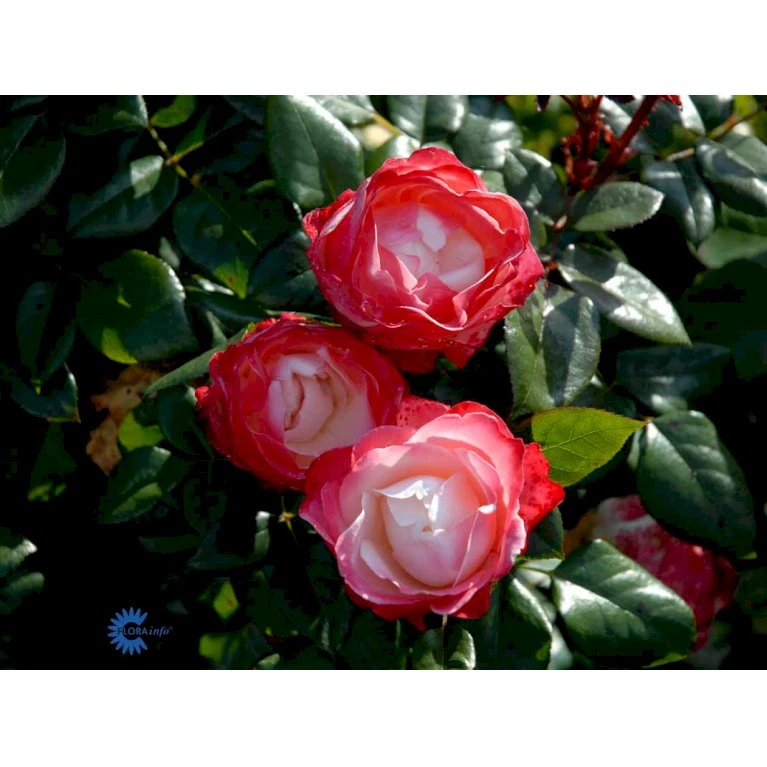 'Nostalgie'® Rosa X 'Nostalgie'® (Storblomstrende) A-Kvalitet,- barrods roser min. 3 grene 'Nostalgie'® Rosa X 'Nostalgie'® (Storblomstrende) A-Kvalitet,- Barrods Roser Min. 3 Grene -Plantetorvet fi4772 rosa nostalgie 8612