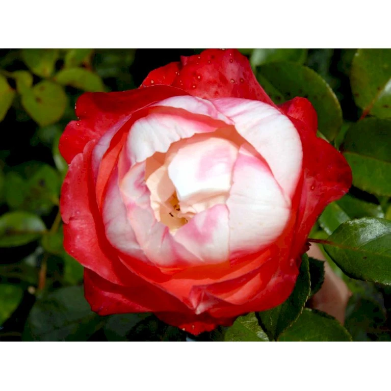 'Nostalgie'® Rosa X 'Nostalgie'® (Storblomstrende) A-Kvalitet,- barrods roser min. 3 grene 'Nostalgie'® Rosa X 'Nostalgie'® (Storblomstrende) A-Kvalitet,- Barrods Roser Min. 3 Grene -Plantetorvet fi4772 rosa nostalgie afe2