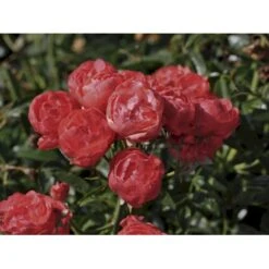 'Orange Morsdag' Rosa X 'Orange Morsdag' (Miniaturerose) A-Kvalitet,- Barrods Roser Min. 3 Grene -Plantetorvet fi4794 rosa orange morsdag 3e2c