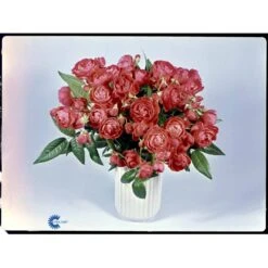 'Orange Morsdag' Rosa X 'Orange Morsdag' (Miniaturerose) A-Kvalitet,- Barrods Roser Min. 3 Grene -Plantetorvet fi4794 rosa orange morsdag 61ba