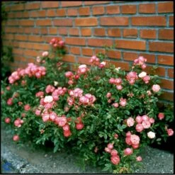 'Orange Morsdag' Rosa X 'Orange Morsdag' (Miniaturerose) A-Kvalitet,- Barrods Roser Min. 3 Grene -Plantetorvet fi4794 rosa orange morsdag a1d0