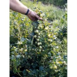 Stikkelsbær 'Invicta' Ribes Uva-crispa 'Invicta' 3,5 Liter Potte 9 Stikkelsbær 'Invicta' Ribes Uva-crispa 'Invicta' 3,5 Liter Potte -Plantetorvet fi481 ribes uva crispa invicta 4a04