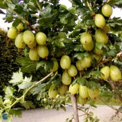 Stikkelsbær 'Invicta' Ribes Uva-crispa 'Invicta' 3,5 Liter Potte 7 Stikkelsbær 'Invicta' Ribes Uva-crispa 'Invicta' 3,5 Liter Potte -Plantetorvet fi481 ribes uva crispa invicta ac0a