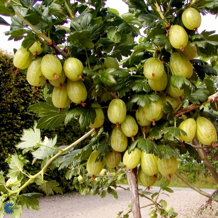 Stikkelsbær 'Invicta' Ribes Uva-crispa 'Invicta' 3,5 liter potte Stikkelsbær 'Invicta' Ribes Uva-crispa 'Invicta' 3,5 Liter Potte -Plantetorvet fi481 ribes uva crispa invicta ac0a