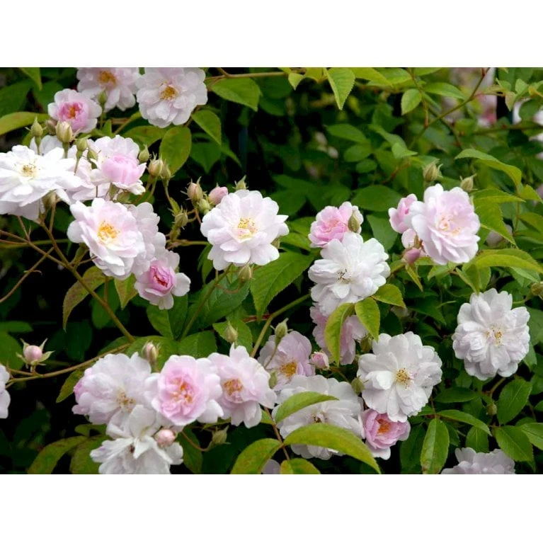 'Paul's Himalayan Musk' Rosa Moschata 'Paul's Himalayan Musk' (Moskusrose) A-Kvalitet,- barrods roser min. 3 grene 'Paul's Himalayan Musk' Rosa Moschata 'Paul's Himalayan Musk' (Moskusrose) A-Kvalitet,- Barrods Roser Min. 3 Grene -Plantetorvet fi4833 rosa paul s himalayan musk 95a9