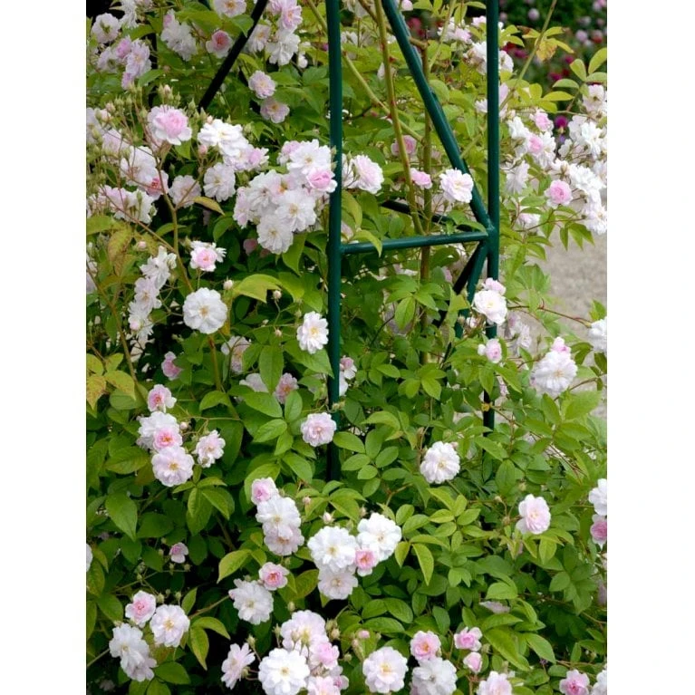 'Paul's Himalayan Musk' Rosa Moschata 'Paul's Himalayan Musk' (Moskusrose) A-Kvalitet,- barrods roser min. 3 grene 'Paul's Himalayan Musk' Rosa Moschata 'Paul's Himalayan Musk' (Moskusrose) A-Kvalitet,- Barrods Roser Min. 3 Grene -Plantetorvet fi4833 rosa paul s himalayan musk c08f