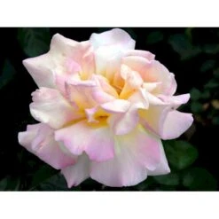 'Peace' Rosa X 'Peace' A-Kvalitet,- Barrods Roser Min. 3 Grene -Plantetorvet fi4836 rosa peace 53ea