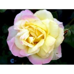 'Peace' Rosa X 'Peace' A-Kvalitet,- Barrods Roser Min. 3 Grene -Plantetorvet fi4836 rosa peace 600c