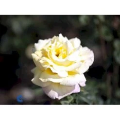 'Peace' Rosa X 'Peace' A-Kvalitet,- Barrods Roser Min. 3 Grene -Plantetorvet fi4836 rosa peace d441