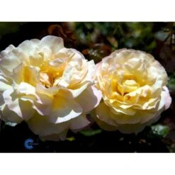 'Peace' Rosa X 'Peace' A-Kvalitet,- Barrods Roser Min. 3 Grene -Plantetorvet fi4836 rosa peace e4b8