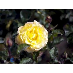 'Peer Gynt'® Rosa X 'Peer Gynt'® (Storblomstrende) A-Kvalitet,- Barrods Roser Min. 3 Grene -Plantetorvet fi4843 rosa peer gynt n 7587