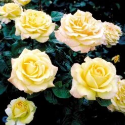 'Peer Gynt'® Rosa X 'Peer Gynt'® (Storblomstrende) A-Kvalitet,- Barrods Roser Min. 3 Grene -Plantetorvet fi4843 rosa peer gynt n dc37