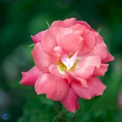 'Pernille Poulsen' Rosa X 'Pernille Poulsen' (Buketrose) A-Kvalitet,- Barrods Roser Min. 3 Grene 5 'Pernille Poulsen' Rosa X 'Pernille Poulsen' (Buketrose) A-Kvalitet,- Barrods Roser Min. 3 Grene -Plantetorvet fi4852 rosa pernille poulsen d02d