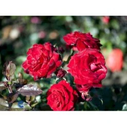 'Peter Wessel'® Rosa X 'Peter Wessel'® (Buketrose) A-Kvalitet,- Barrods Roser Min. 3 Grene 6 'Peter Wessel'® Rosa X 'Peter Wessel'® (Buketrose) A-Kvalitet,- Barrods Roser Min. 3 Grene -Plantetorvet fi4855 rosa peter wessel c8c1