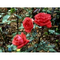 'Piccolo'® Rosa X 'Piccolo'® (Miniaturerose) A-Kvalitet,- Barrods Roser Min. 3 Grene -Plantetorvet fi4859 rosa piccolo 1fcf