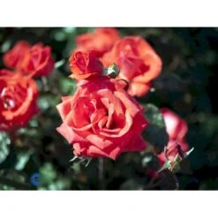 'Piccolo'® Rosa X 'Piccolo'® (Miniaturerose) A-Kvalitet,- Barrods Roser Min. 3 Grene -Plantetorvet fi4859 rosa piccolo 7145