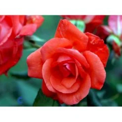 'Piccolo'® Rosa X 'Piccolo'® (Miniaturerose) A-Kvalitet,- Barrods Roser Min. 3 Grene -Plantetorvet fi4859 rosa piccolo defd