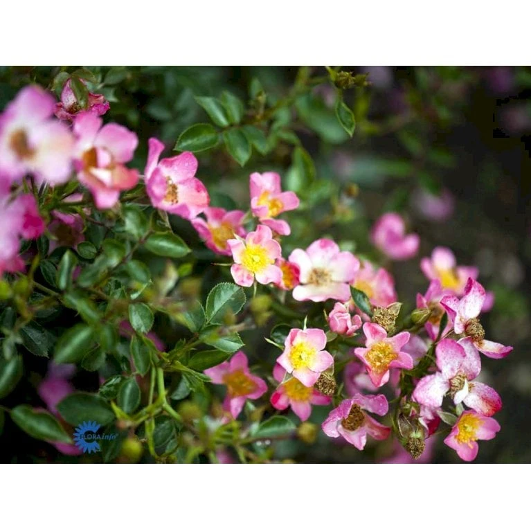 'Pink Cover'® Rosa X 'Pink Cover'® (Bunddækkerose) A-Kvalitet,- barrods roser min. 3 grene 'Pink Cover'® Rosa X 'Pink Cover'® (Bunddækkerose) A-Kvalitet,- Barrods Roser Min. 3 Grene -Plantetorvet fi4864 rosa pink cover poulnoz n 15c6