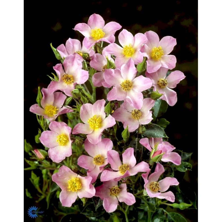 'Pink Cover'® Rosa X 'Pink Cover'® (Bunddækkerose) A-Kvalitet,- barrods roser min. 3 grene 'Pink Cover'® Rosa X 'Pink Cover'® (Bunddækkerose) A-Kvalitet,- Barrods Roser Min. 3 Grene -Plantetorvet fi4864 rosa pink cover poulnoz n fea8