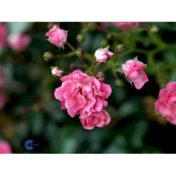 'The Fairy' Rosa X 'The Fairy' (Bunddækkerose) A-Kvalitet,- Barrods Roser Min. 3 Grene -Plantetorvet fi4866 rosa pink fairy 8541