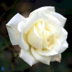 'Polarstern'® Rosa X 'Polarstern'® (Storblomstrende) A-Kvalitet,- Barrods Roser Min. 3 Grene 6 'Polarstern'® Rosa X 'Polarstern'® (Storblomstrende) A-Kvalitet,- Barrods Roser Min. 3 Grene -Plantetorvet fi4886 rosa polarstern d9d7