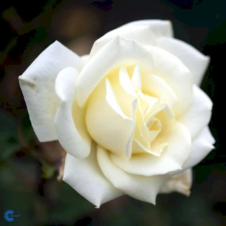 'Polarstern'® Rosa X 'Polarstern'® (Storblomstrende) A-Kvalitet,- barrods roser min. 3 grene 'Polarstern'® Rosa X 'Polarstern'® (Storblomstrende) A-Kvalitet,- Barrods Roser Min. 3 Grene -Plantetorvet fi4886 rosa polarstern d9d7