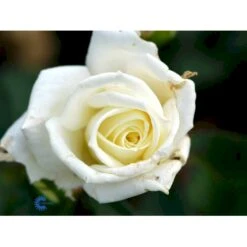 'Polarstern'® Rosa X 'Polarstern'® (Storblomstrende) A-Kvalitet,- Barrods Roser Min. 3 Grene 7 'Polarstern'® Rosa X 'Polarstern'® (Storblomstrende) A-Kvalitet,- Barrods Roser Min. 3 Grene -Plantetorvet fi4886 rosa polarstern f035