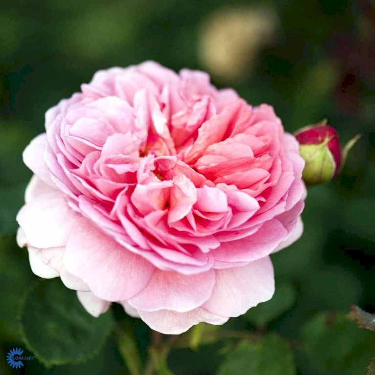 'Princess Alexandra Of Kent'™ Rosa X 'Princess Alexandra Of Kent'™ (Engelsk Rose) A-Kvalitet,- barrods roser min. 3 grene 'Princess Alexandra Of Kent'™ Rosa X 'Princess Alexandra Of Kent'™ (Engelsk Rose) A-Kvalitet,- Barrods Roser Min. 3 Grene -Plantetorvet fi4905 rosa princess alexandra of kent ausmer 2315