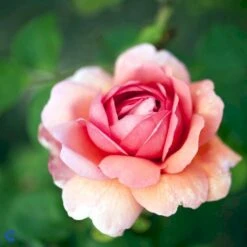 'Princess Alexandra Of Kent'™ Rosa X 'Princess Alexandra Of Kent'™ (Engelsk Rose) A-Kvalitet,- Barrods Roser Min. 3 Grene 11 'Princess Alexandra Of Kent'™ Rosa X 'Princess Alexandra Of Kent'™ (Engelsk Rose) A-Kvalitet,- Barrods Roser Min. 3 Grene -Plantetorvet fi4905 rosa princess alexandra of kent ausmer 81d7