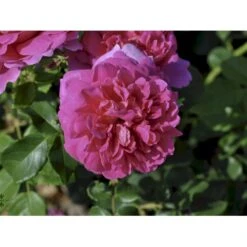 'Princess Anne'™ Rosa X 'Princess Anne'™ (Engelsk Rose) A-Kvalitet,- Barrods Roser Min. 3 Grene 9 'Princess Anne'™ Rosa X 'Princess Anne'™ (Engelsk Rose) A-Kvalitet,- Barrods Roser Min. 3 Grene -Plantetorvet fi4906 rosa princess anne d128