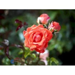 'Prinsesse Marie' Rosa X 'Prinsesse Marie' (Storblomstrende) A-Kvalitet,- Barrods Roser Min. 3 Grene 13 'Prinsesse Marie' Rosa X 'Prinsesse Marie' (Storblomstrende) A-Kvalitet,- Barrods Roser Min. 3 Grene -Plantetorvet fi4911 rosa prinsesse marie 4bf8